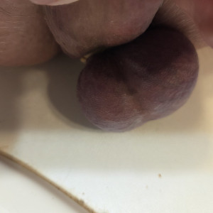 My nuts had banded about 45 minutes at this point. They were dark and cold... little feeling. I
