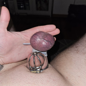 Caged dick and purple veiny balls
