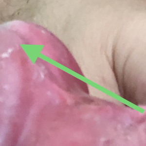 Arrow showing where they used to be connected. 
