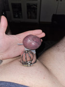 Caged dick and purple veiny balls