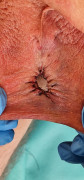 Fresh Transscrotal 