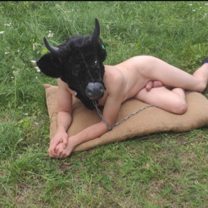 The young bull is still lying unsuspectingly on the meadow, but soon times will change when he is used for semen collection