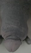 KY boner weight