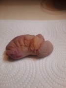 My severed cock