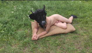 The young bull is still lying unsuspectingly on the meadow, but soon times will change when he is used for semen collection