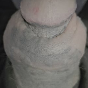 KY turtlehead