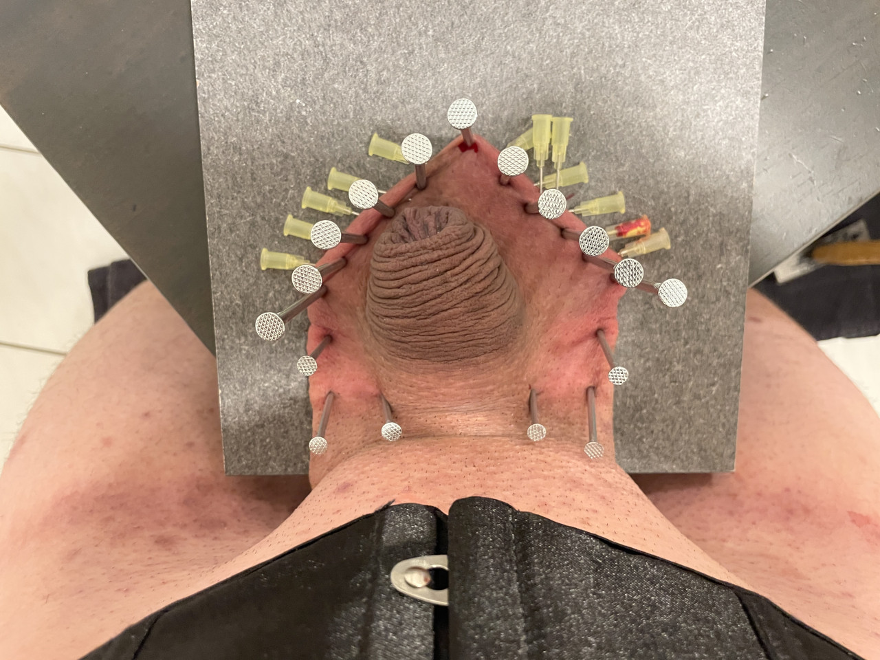 The penis is safely tucked away in its little home