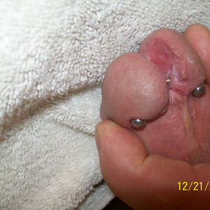 split glans and piercing