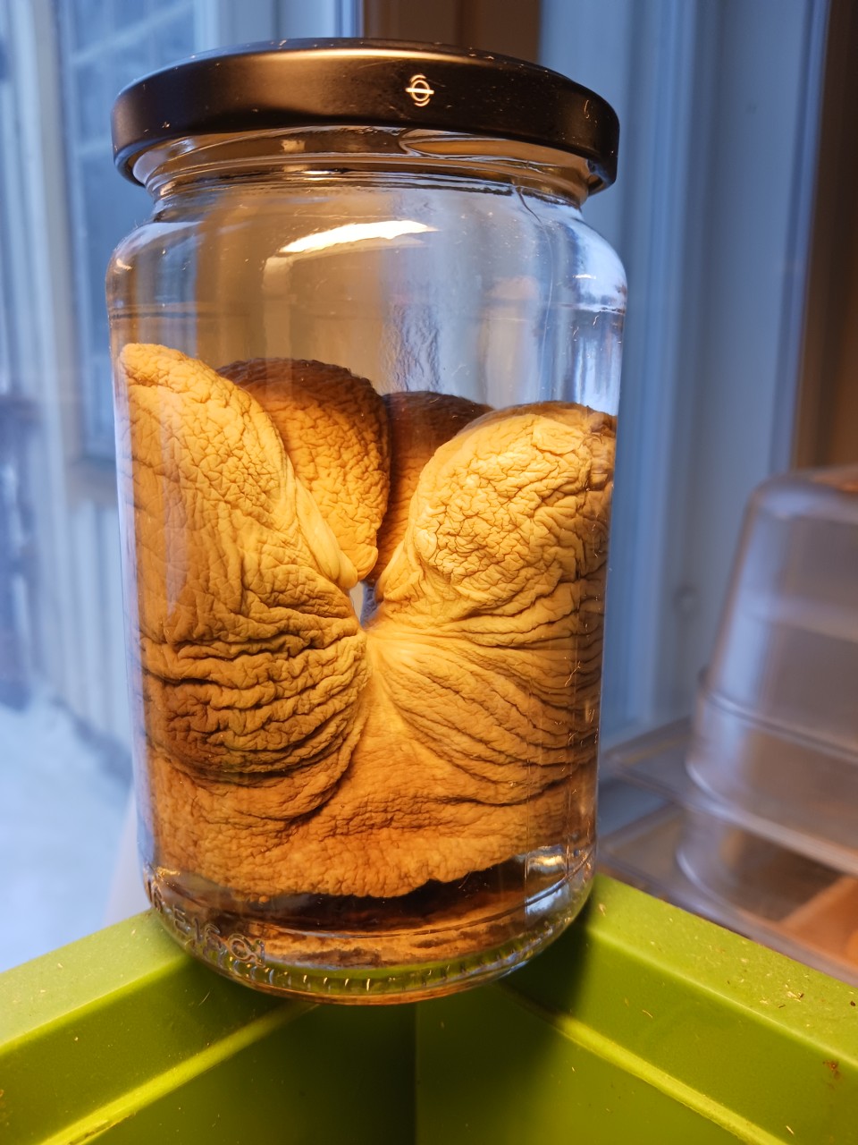 Pickled organ