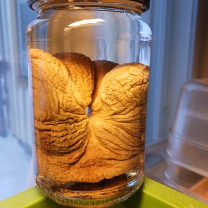 Pickled organ