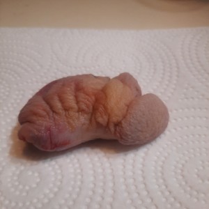 My severed cock